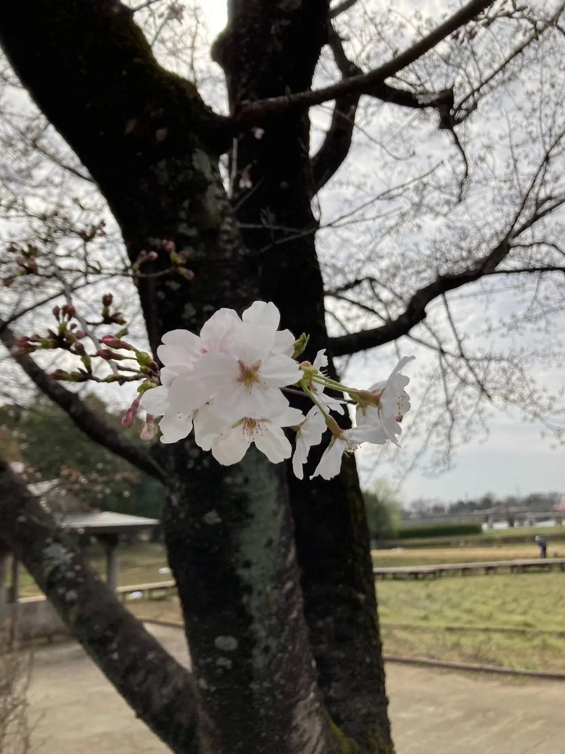 児童発達支援管理責任者【正社員】